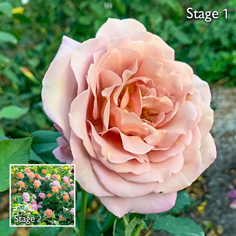 Koko Loko Floribunda Rose | Roses for Growing | Breck's