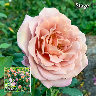 Koko Loko™ Floribunda Rose