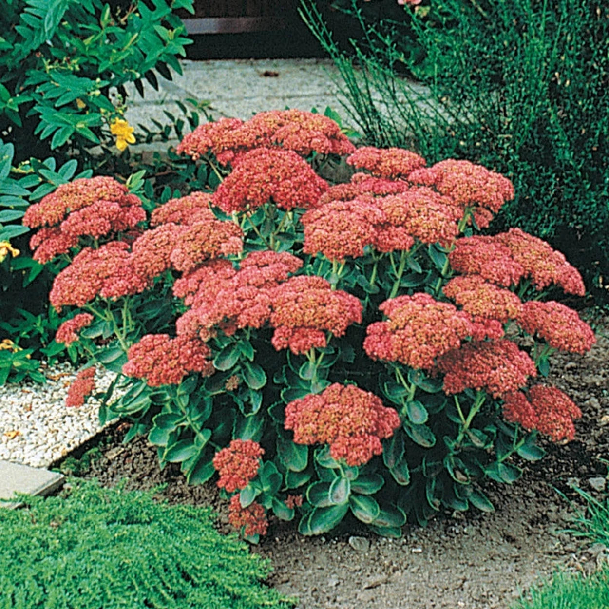autumn joy succulent Autumn Joy Sedum