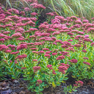 Autumn Joy Sedum