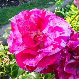 Purple Tiger Floribunda Rose