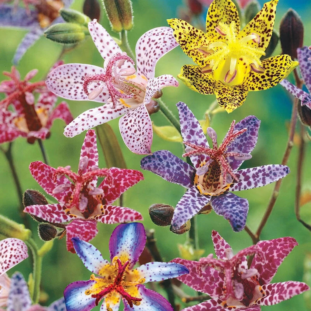 flower toad lily Deluxe Toad Lily Mixture Super Sak®