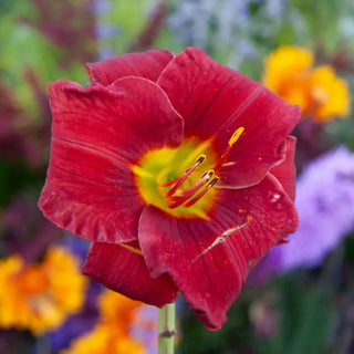 Funny Valentine Reblooming Daylily