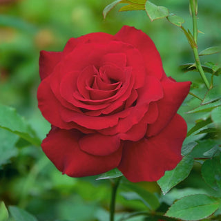 Rose Bushes For Sale - Shop Rose Plants | Breck's