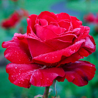 Opening Night™ Hybrid Tea Rose