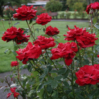 Opening Night™ Hybrid Tea Rose