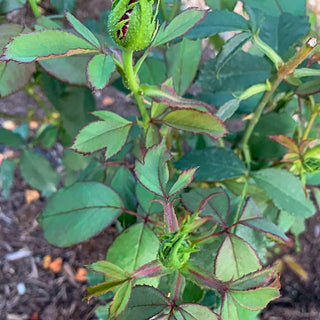 Opening Night™ Hybrid Tea Rose