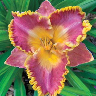 French Lingerie Daylily
