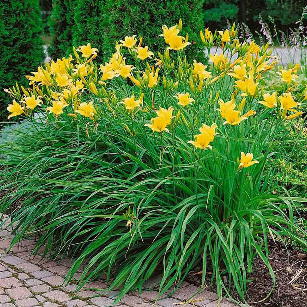 Hyperion Reblooming Daylily – Breck's