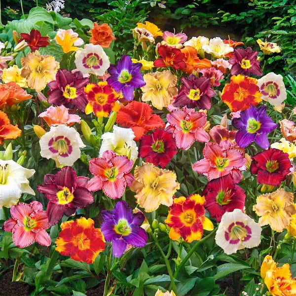 daylily　セット Double Daylily Collection | Delightful Double Daylilies | Oakes