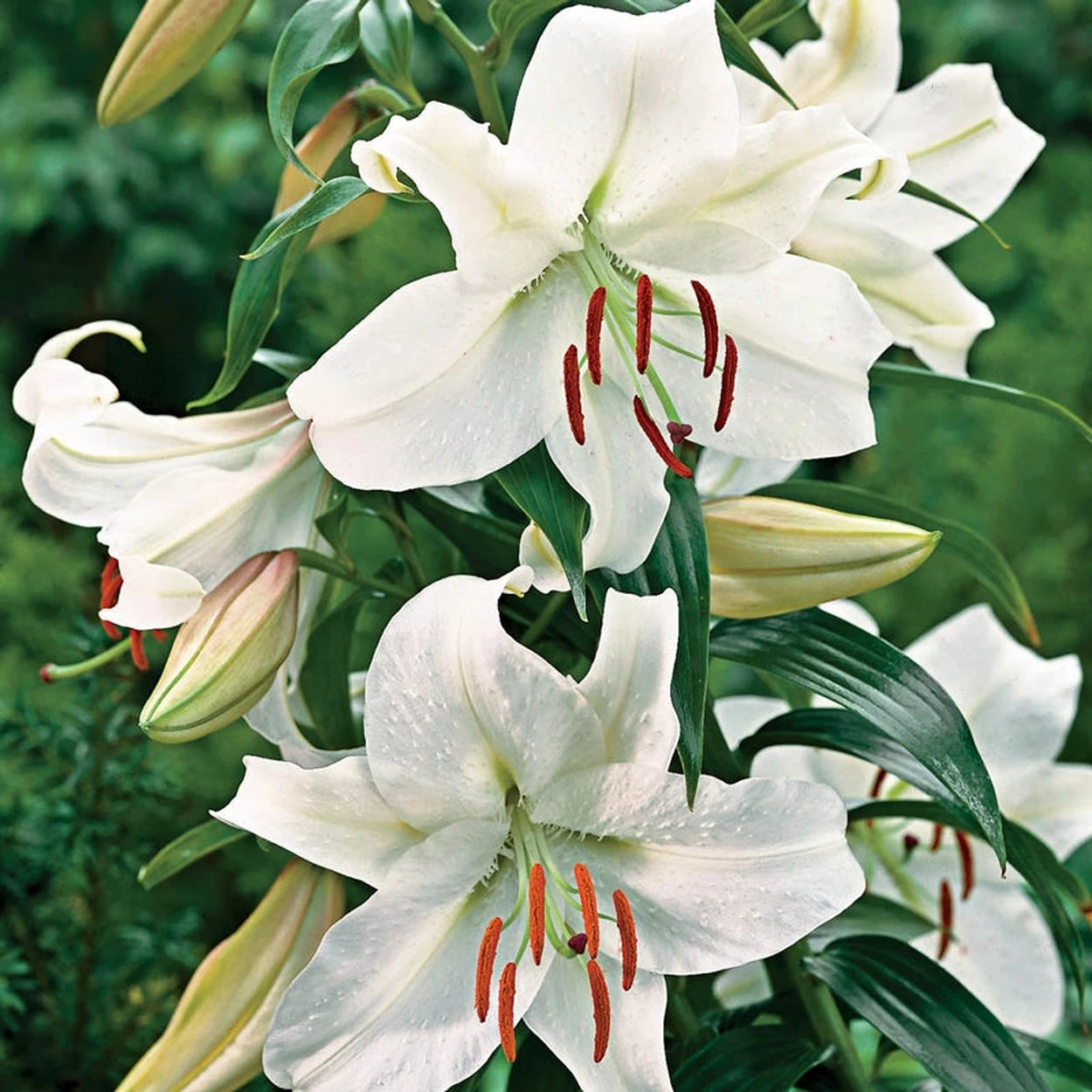 chaste white lily Casablanca Lily