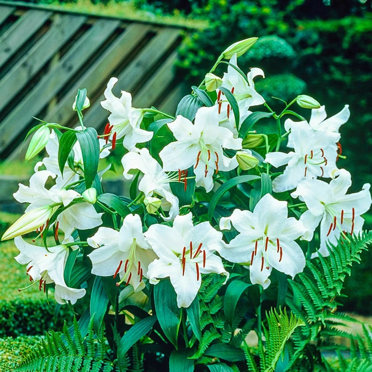 white asiatic lilies smell Casablanca Lily