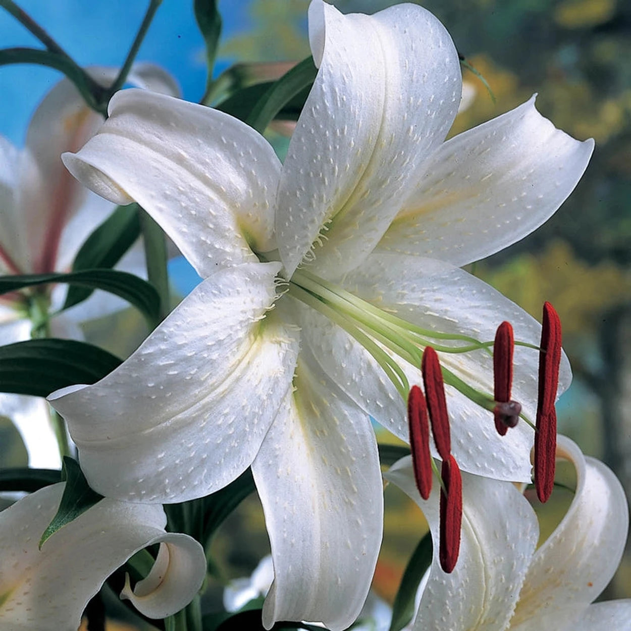 very tall white lily Casablanca Lily
