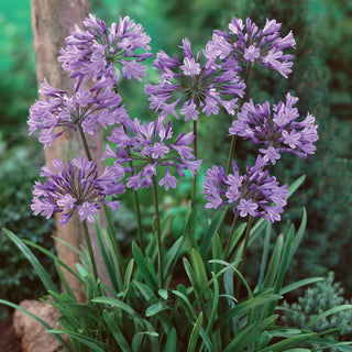 Blue Globe Agapanthus