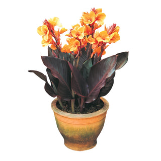 Louis Cottin Dwarf Canna