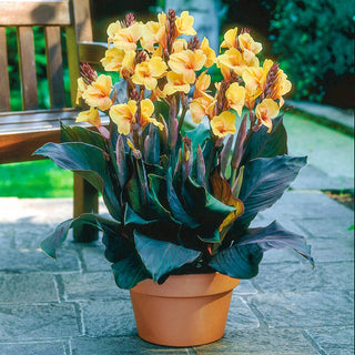 Louis Cottin Dwarf Canna