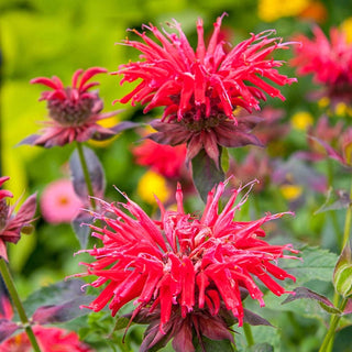 Fireball Bee Balm