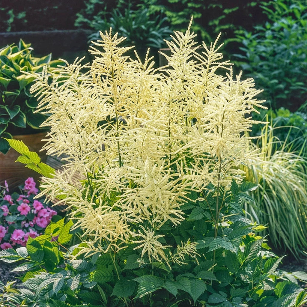 Shop Goatsbeard | Breck's