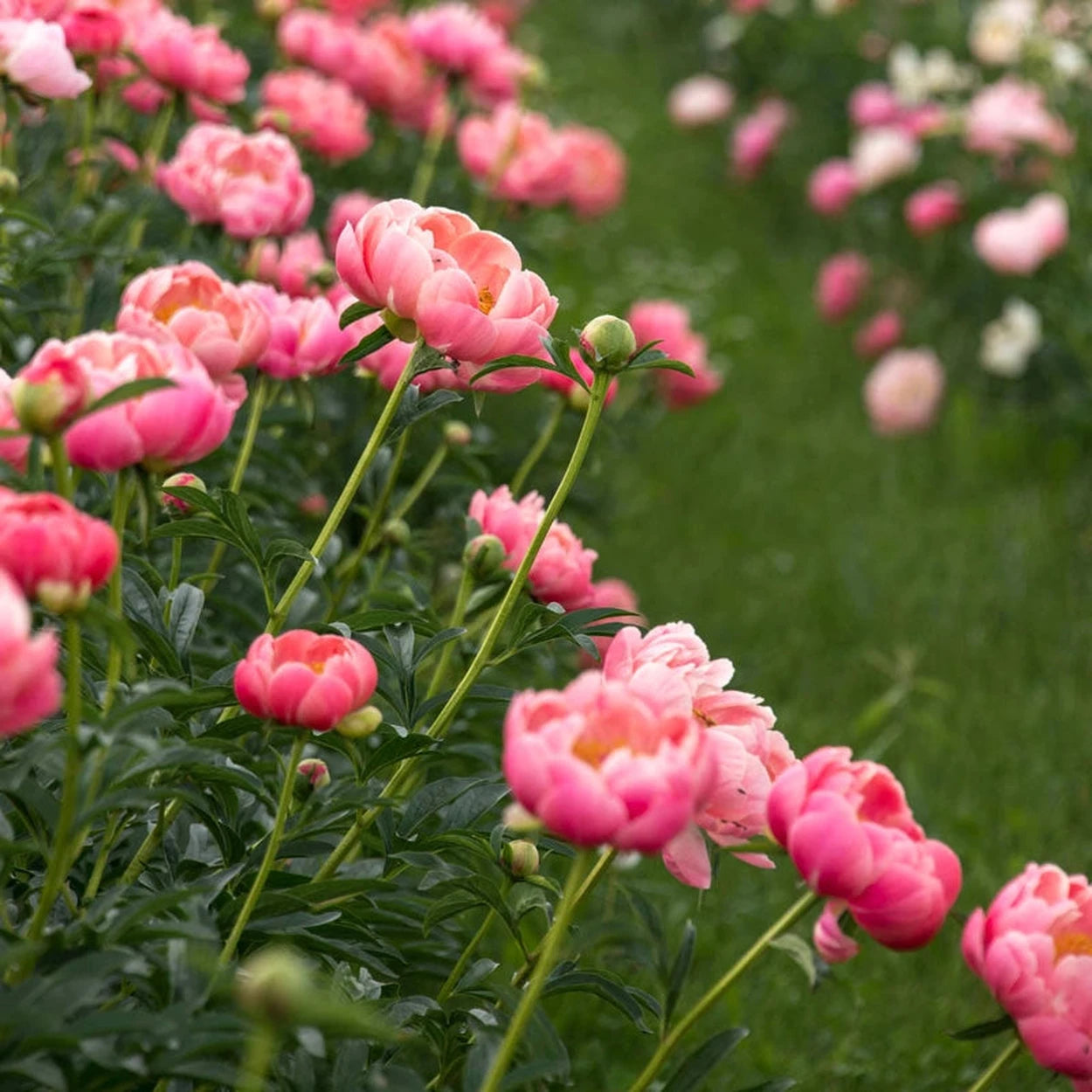 peony succulent Coral Charm Peony - 1 Per Package | Orange | Paeonia 'Coral Charm' | Zone 3-8 | Fall Planting