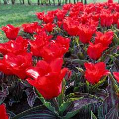 Red Riding Hood Tulip Bulbs for Sale | Breck's