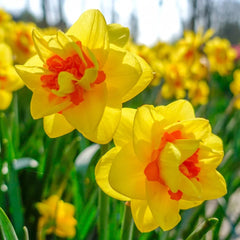 Tahiti Daffodil – Breck's
