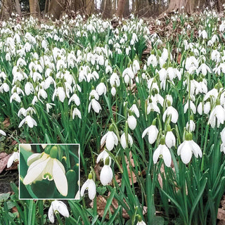 Early Snowdrops