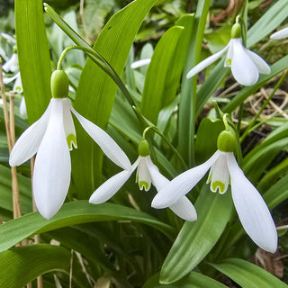 Early Snowdrops