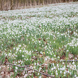 Early Snowdrops