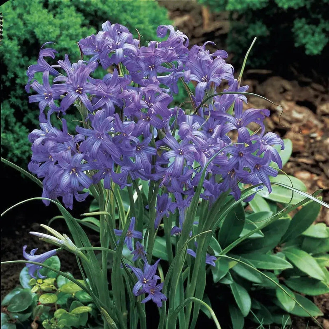lavender mountain lilies plant Lavender Mountain Lilies