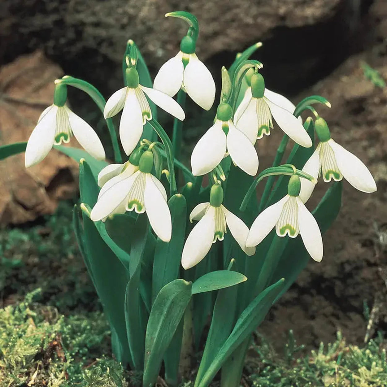 thumbnail image 2 of Snowdrop Bulbs For Planting Now UK/Strong Plants That Grow Well/Mix Golden Jade Carving Feels 2 of 10