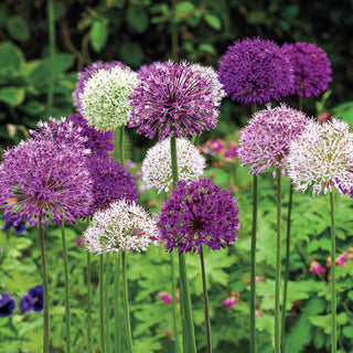 Persian Blue™  Allium