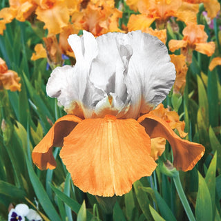 Invitation Reblooming Bearded Iris