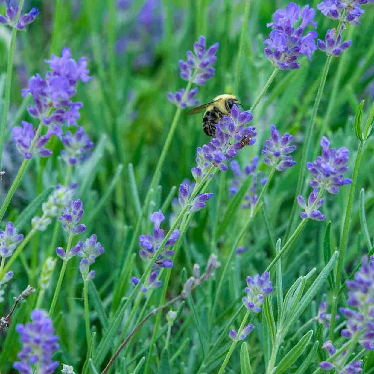 lavender english plant English Lavender – Breck's