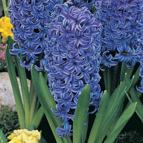 Blue Jacket Hyacinth | Breck's