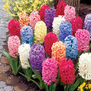 Giant Hyacinth Mixture