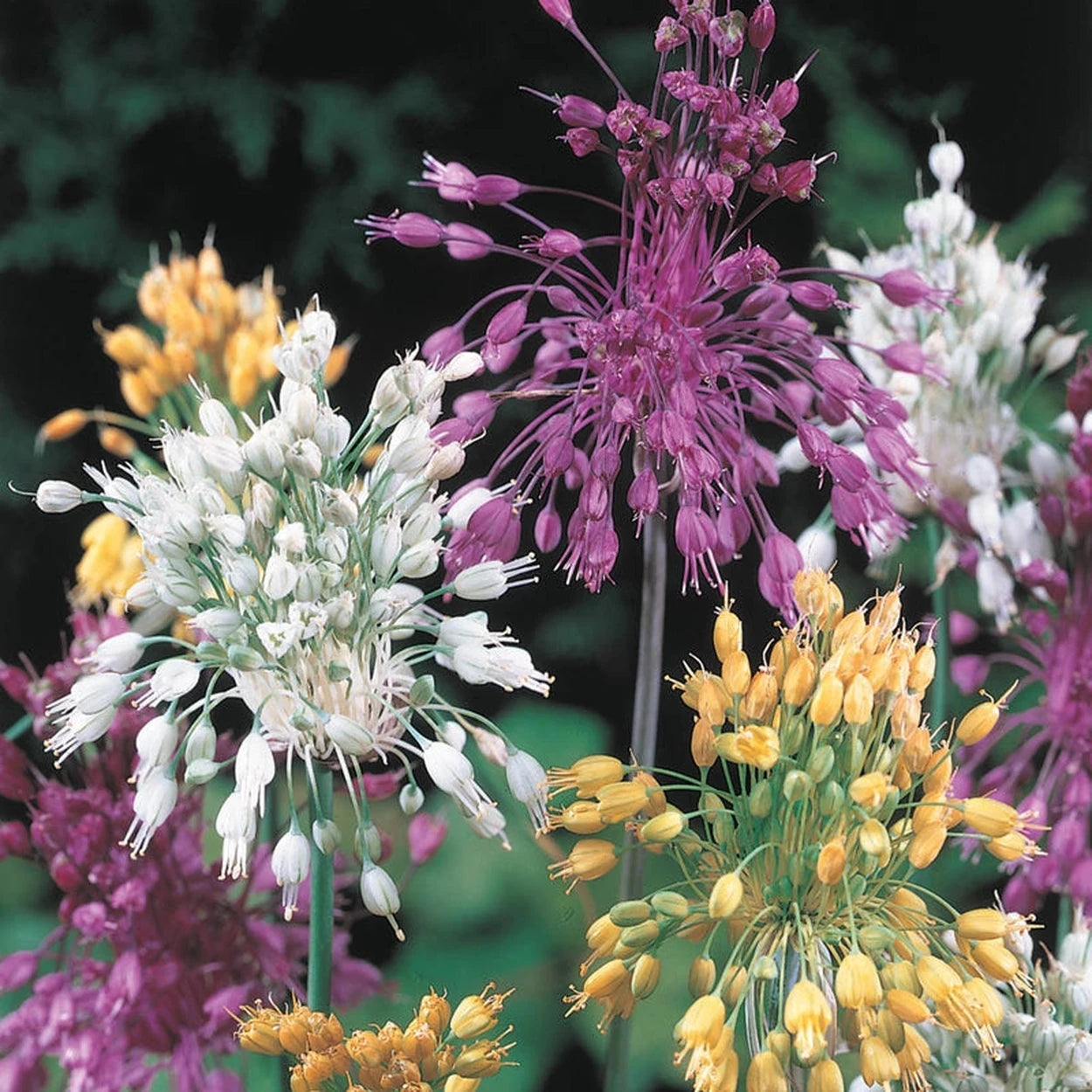 sparkler air plant Sparkler Allium Mixture | Shop Spring Bulbs Online