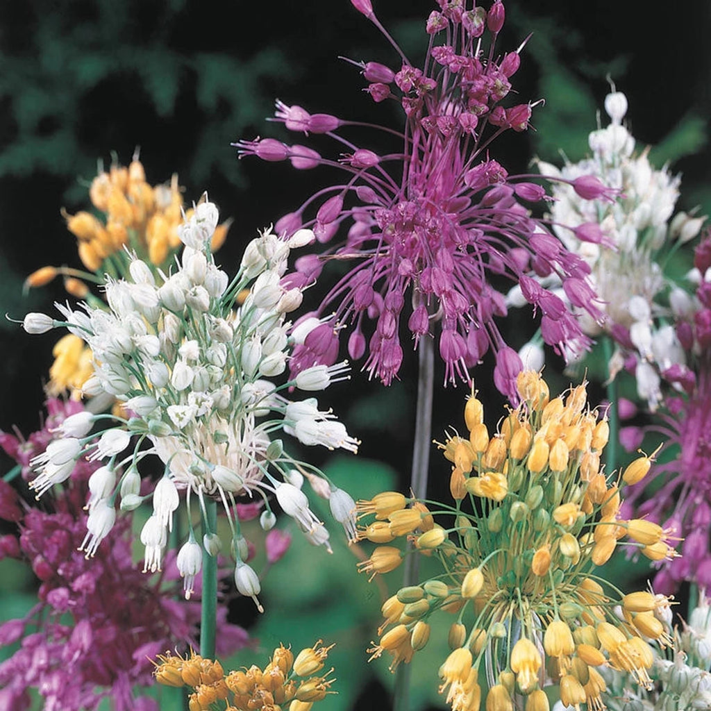 Beeks Bulbs Sparkler Allium Mixture | Shop Spring Bulbs Online | Breck's