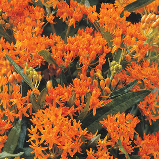 Loddon Royalist Anchusa