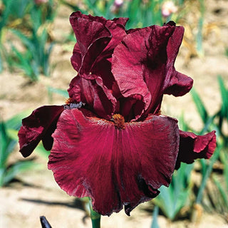 Red Masterpiece