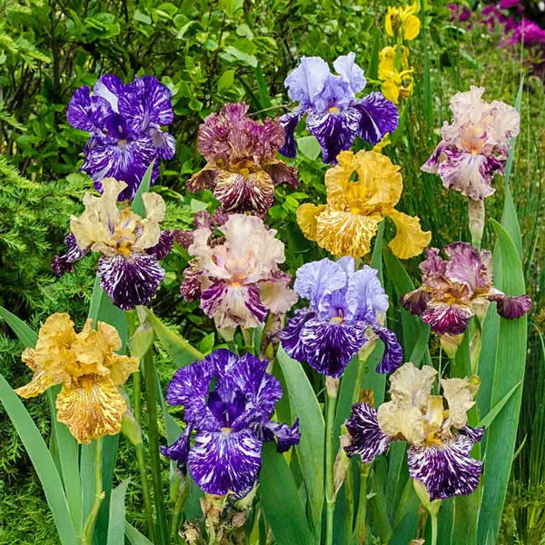 Zebra Iris Mixture | Breck's