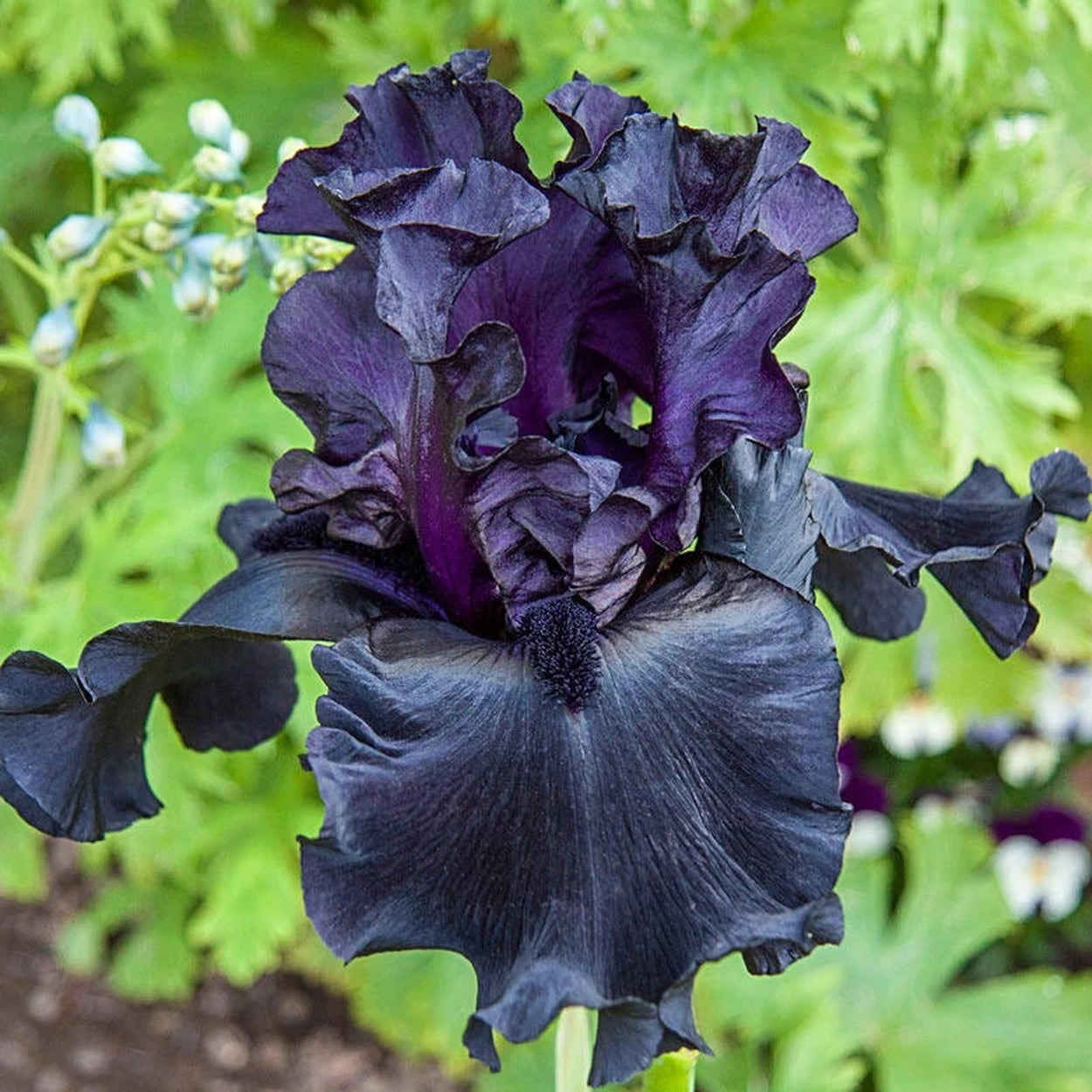 Shop Before the Storm Bearded Iris | Iris Bulbs | Breck's