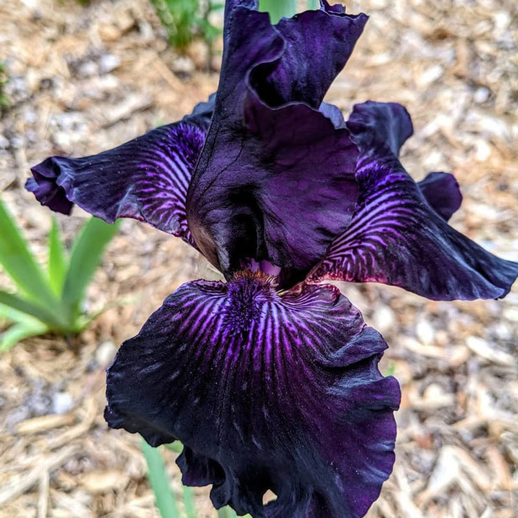 Shop Before the Storm Bearded Iris Iris Bulbs Breck's