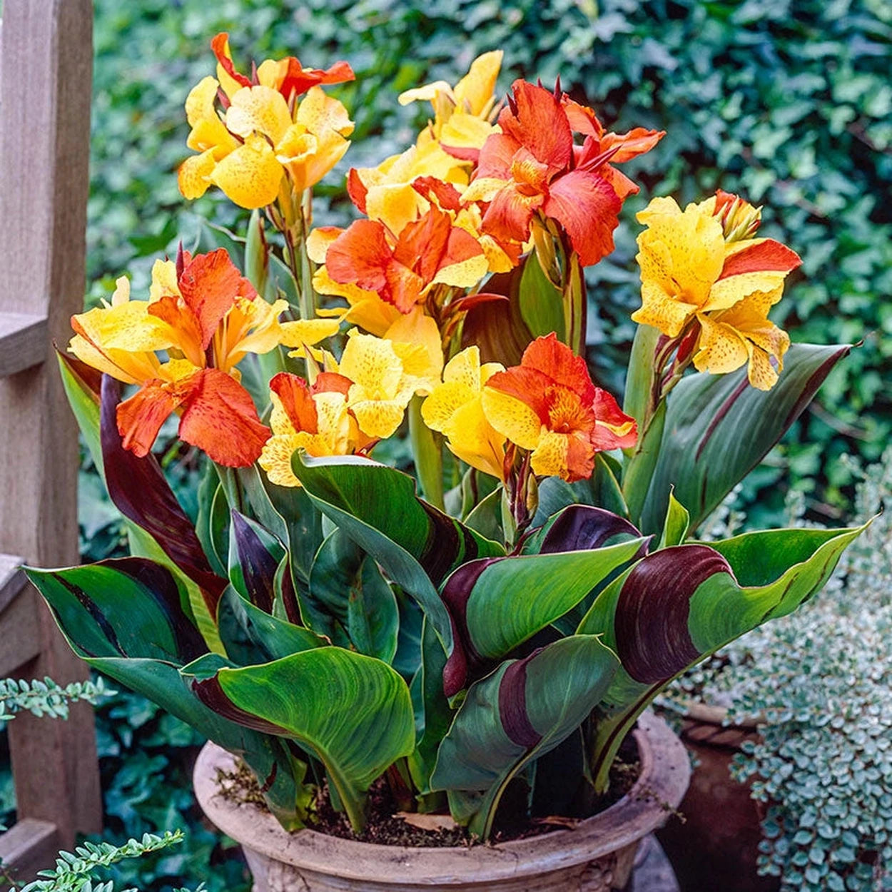 canna lily yellow flower Cleopatra Dwarf Canna