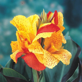 Cleopatra Dwarf Canna