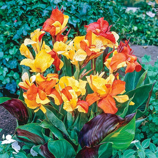 Cleopatra Dwarf Canna