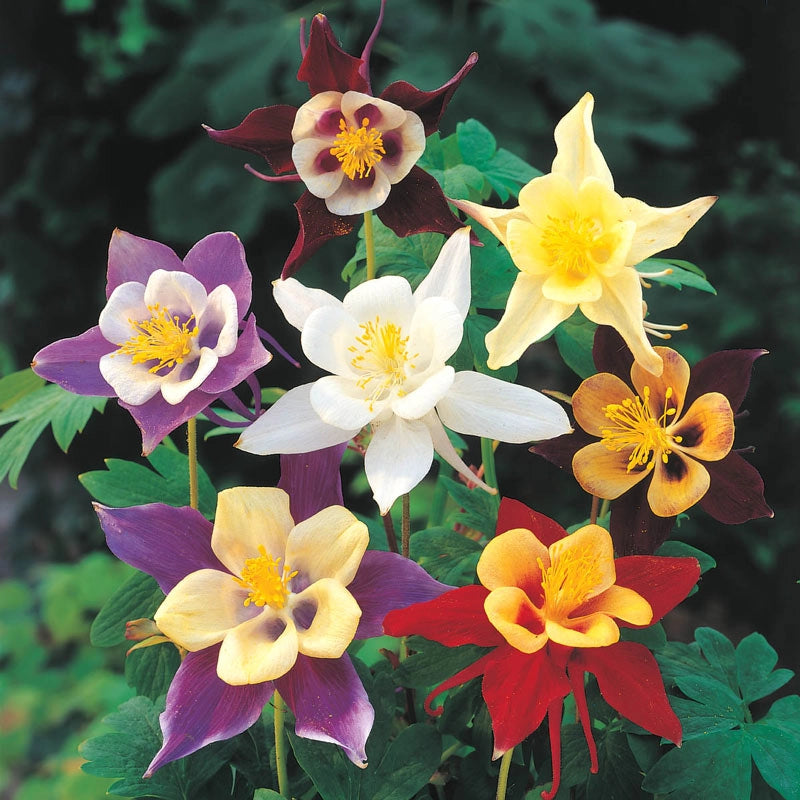 Pull columbine rose sale