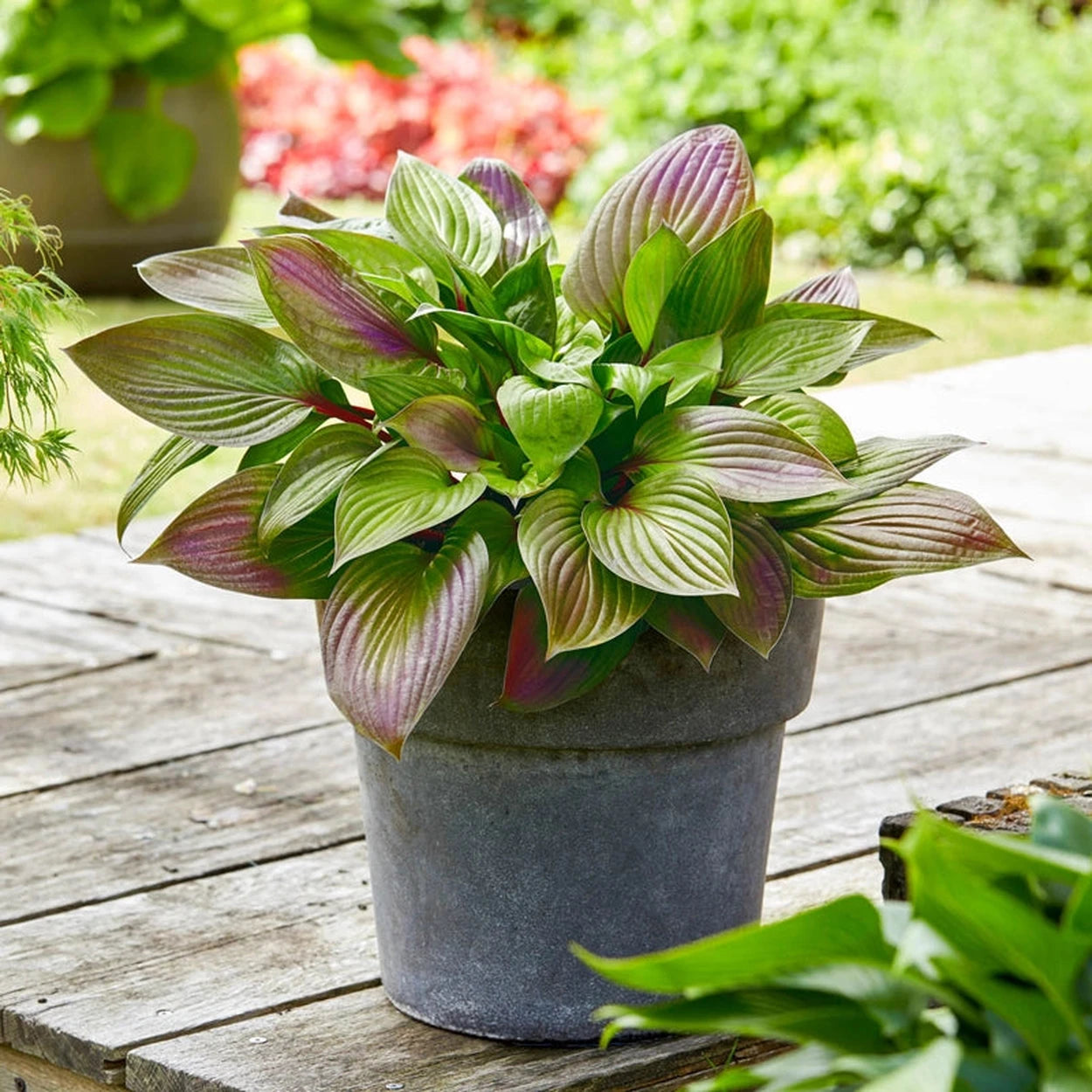 potted hosta plants for sale First Blush Hosta