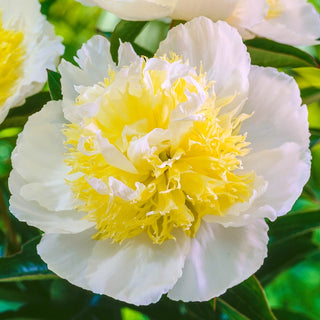 Honey Gold Peony