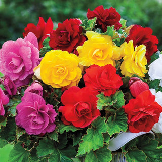 Double Begonia Mixture Super Sak®