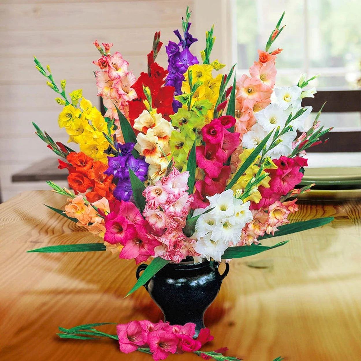 Deluxe Gladiolus Mixture Super Sak®